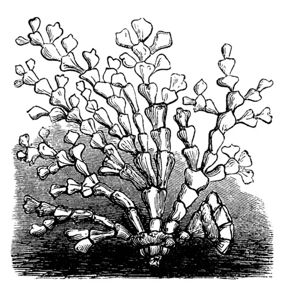 Coralline Algae 만들어 불규칙 구조를 시각적으로 빈티지 선그리기 — 스톡 벡터