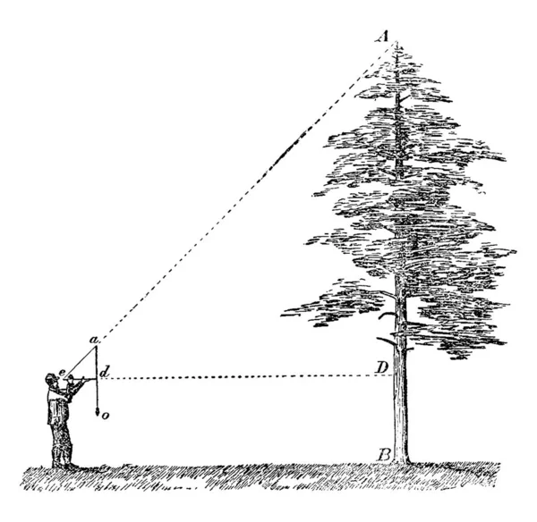 그림에서는 각도와그 빈티지 선그리기 그림그리기를 함으로써 나무의 높이를 측정하는 사람을 — 스톡 벡터