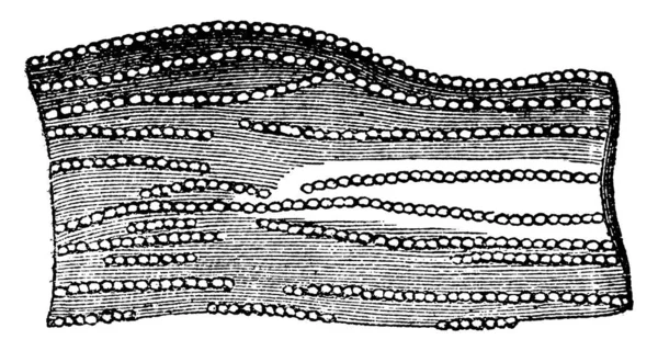 神经的最底层纤维高度放大 显示它们所组成的球状线 展示了神经纤维人的系统 它是古老的线条画或雕刻 — 图库矢量图片