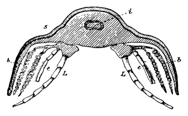 Corte Transversal Vertical Una Trilobita Calimeno Mostrando Intestino Escudo Endopodita — Archivo Imágenes Vectoriales