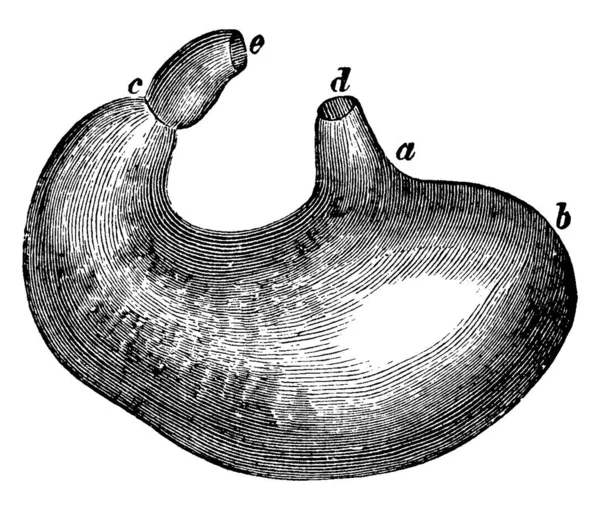 Der Magen Einschließlich Der Speiseröhre Die Position Der Herzöffnung Des — Stockvektor