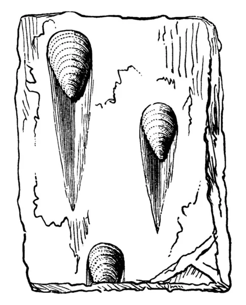 砂の中に置かれている石の殻の上に広がる水によって作られたマーク シルル紀の砂岩でこの画像で 砂岩でのリルマークの3つの画像を表示 ヴィンテージライン図面や彫刻 — ストックベクタ