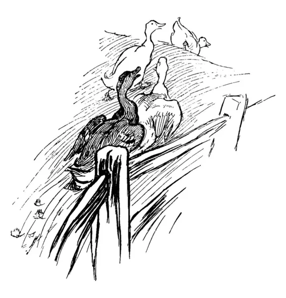 这幅画描绘了四只鹅在乡间篱笆旁边摇摇晃晃的情景 在摇摇晃晃的时候 他们像个迷惘的管弦乐队一样 一边哼着喇叭 一边哼着嘶嘶声 一边画着古老的线条 或者是雕刻着插图 — 图库矢量图片