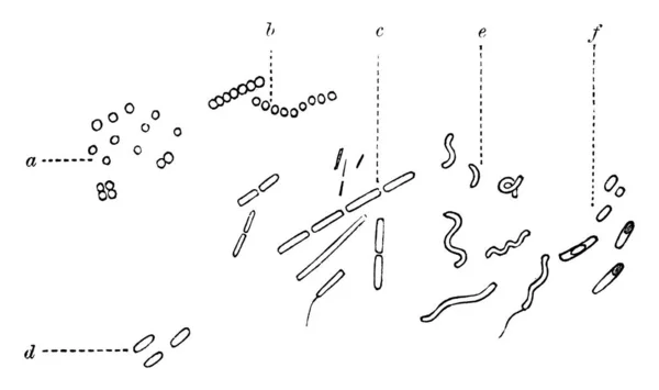 Etiquetado Micrococos Dispuestos Individualmente Dos Diplococos Micrococos Cadenas Estreptococos Bacilos — Archivo Imágenes Vectoriales