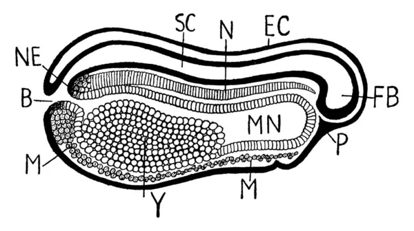 在囊胚闭合前观看 外胚层 脊髓管 和其他老式线条绘图或雕刻图解 — 图库矢量图片