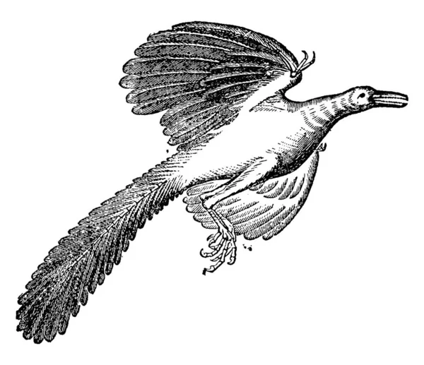 Archaeopteryx指的是老旧的翅膀 像鸟一样的恐龙 从索伦霍芬 Solenhofen 的Oolitic石灰岩 复古线条或雕刻图解中可以看到 Archaeopteryx 已修复 — 图库矢量图片