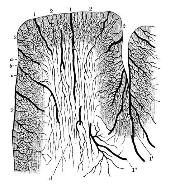 Serebral Kortekse Kan Sağlamaktan Sorumlu Kortikal Arterlerin Diyagramı Vintage Çizim — Stok Vektör