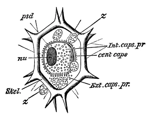 ラベル セント キャップ 中央のカプセル次 帽子だ 細胞外基質 Int キャップ カプセル内の原性 ヴィンテージラインの描画や彫刻イラスト — ストックベクタ