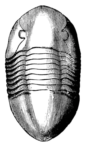 Est Fossile Orthoceras Articuler Est Antiquité Montrant Section Corps Sur — Image vectorielle