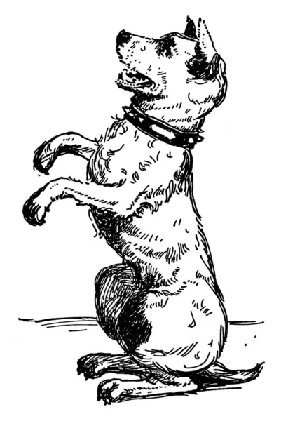 Ein Aufrecht Sitzender Hund Der Auf Seinen Hinterbeinen Hockt Zeigt — Stockvektor