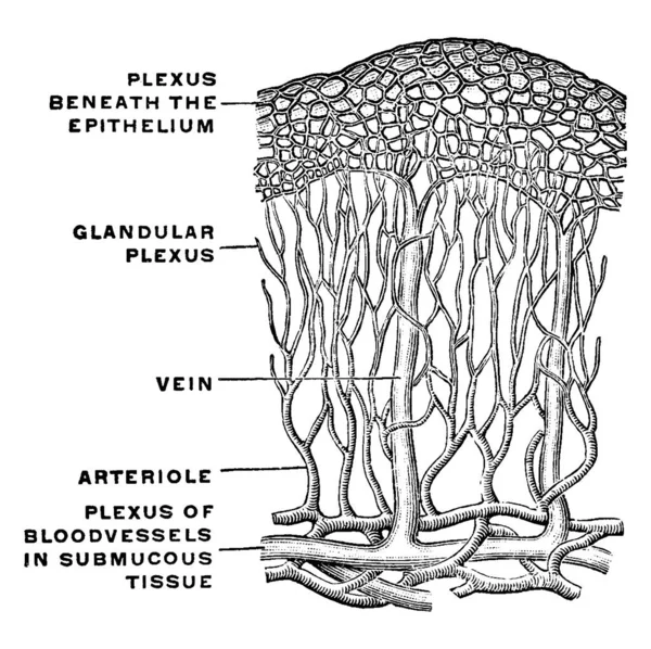 Vasos Sanguíneos Membrana Mucosa Del Estómago Que Incluyen Plexo Debajo — Vector de stock