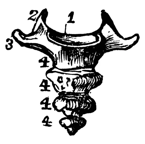 Coccyx Est Arrangement Triangulaire Situé Fond Colonne Vertébrale Également Connu — Image vectorielle