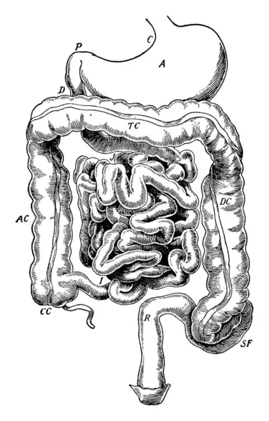 Diagrama Parte Abdominal Del Canal Alimentario Trazado Líneas Vintage Grabado — Vector de stock