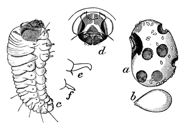 布鲁克斯4 Maculatus Cowpea 显示了象鼻虫在从种子中逃脱时留下的孔 也显示了在表面上留下的蛋 在轮廓上留下的蛋 和其他古老的线条绘图或雕刻插图 — 图库矢量图片