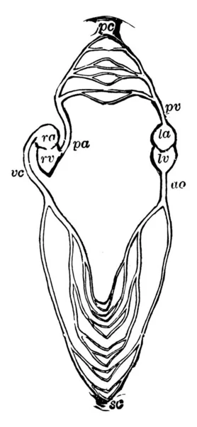 Схема Кровоносної Судинної Системи Утворює Єдину Замкнуту Схему Двома Качанами — стоковий вектор