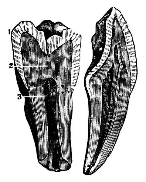 上部または冠から根の先端までの歯の内部図で ラベルの付いた部品 エナメル質 デニン パルプ ヴィンテージライン図面または彫刻図 — ストックベクタ