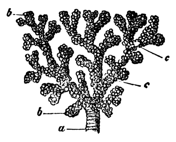 Petit Tube Bronchique Étiquettes Divisant Ses Branches Terminales Celles Ont — Image vectorielle