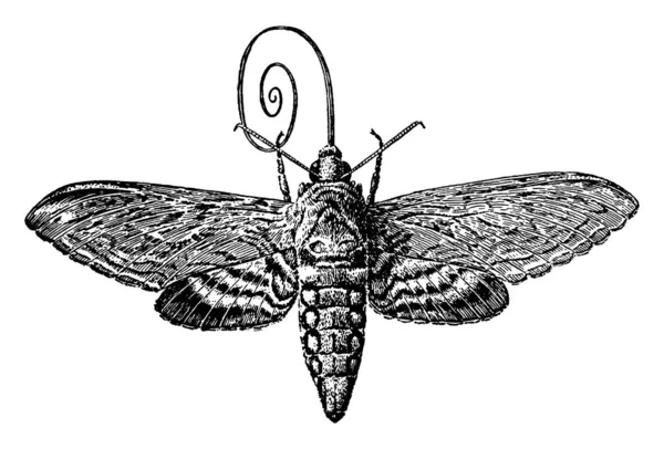 Una Representación Típica Polilla Esfinge Que Cierne Frente Las Flores — Vector de stock