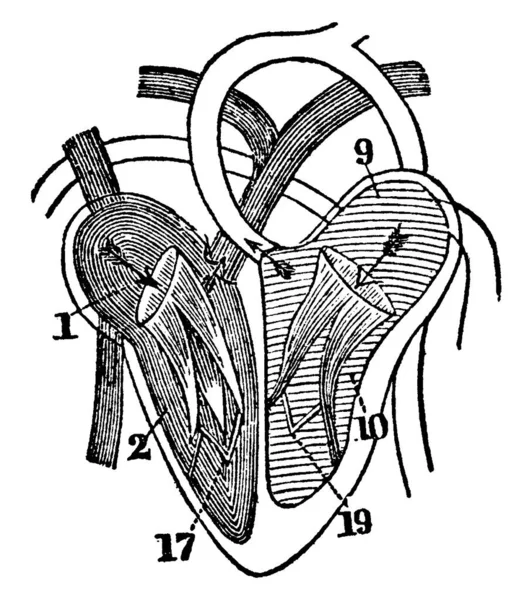 一个心图 右耳廓 右心室 左心室 三尖瓣阀门 二尖瓣 复古线条绘图或雕刻图解 — 图库矢量图片