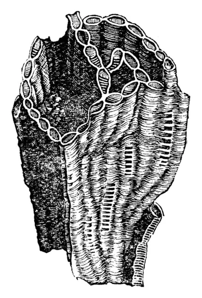 Chain Coral Halysites Catenulatus 속으로 플랑크톤을 캐나다와 호주의 퇴적물에서 발견되며 — 스톡 벡터
