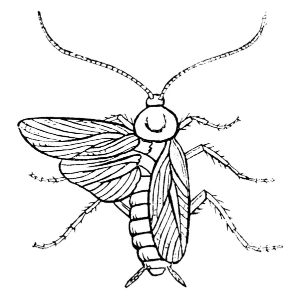 Uno Scarafaggio Maschio Con Grandi Occhi Composti Due Ocelli Antenne — Vettoriale Stock