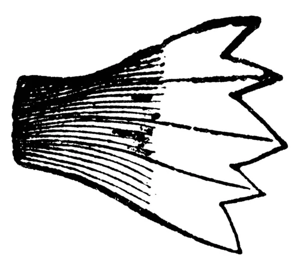 Eine Typische Darstellung Eines Keilförmigen Blattes Einer Vintage Linienzeichnung Oder — Stockvektor