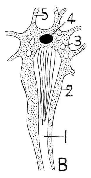 Labels Met Lange Cili Excrete Bolletjes Kern Pseudopodia Achtige Processen — Stockvector