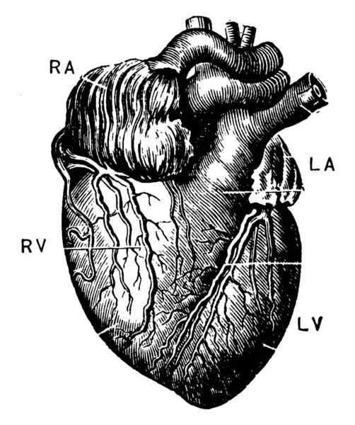 Una Representación Típica Del Corazón Con Las Partes Marcadas Aurícula — Archivo Imágenes Vectoriales