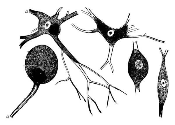 Las Neuronas Son Las Unidades Básicas Del Sistema Nervioso Una — Archivo Imágenes Vectoriales