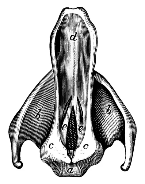 Representa Epiglote Pregas Vocais Com Partes Rotuladas Pregas Vocais Epiglote —  Vetores de Stock