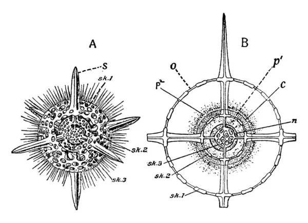 Actinomma シェルと口のないラジオリア 二つの殻の球の一部を除去した動物全体を表すもの その他のもの ヴィンテージライン図面又は彫刻イラスト — ストックベクタ