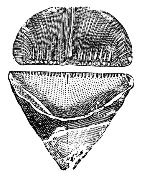 在肠系膜 复古线条绘图或雕刻图解之间 会产生一种原始的珊瑚 圆筒状 其柔软的部分会产生盖层 导致在盖层上形成隔膜 — 图库矢量图片