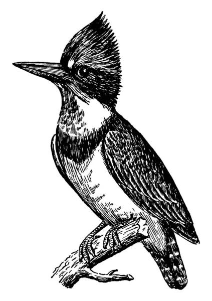 Pájaro Martín Pescador Muestra Tres Tipos Diferentes Imágenes Dibujo Línea — Archivo Imágenes Vectoriales