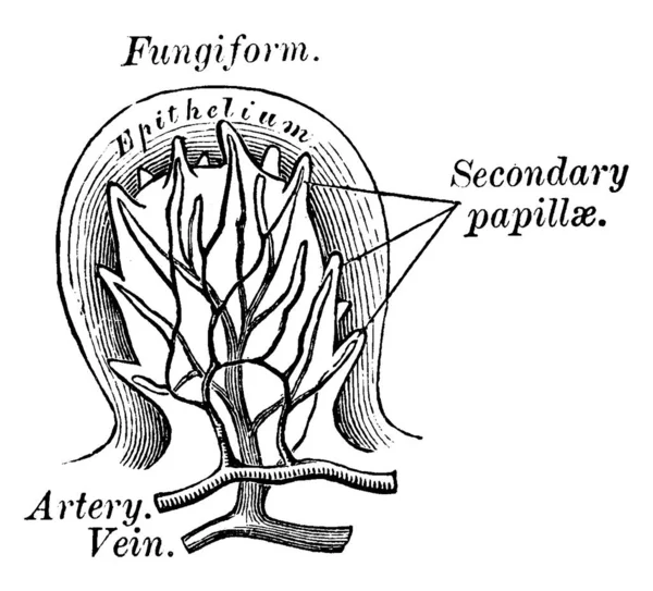 Las Papilas Fungiformes Son Como Hongos Son Papilas Altamente Vascularizadas — Archivo Imágenes Vectoriales