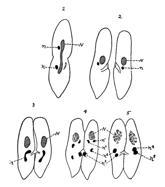 Mega Nucleus Gradually Disintegrates Process Micronucleus Two Successive Divisions Forms — Stock Vector