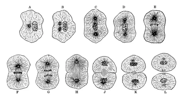 Ceci Montre Différentes Phases Lors Division Des Cellules Nouvelles Cellules — Image vectorielle