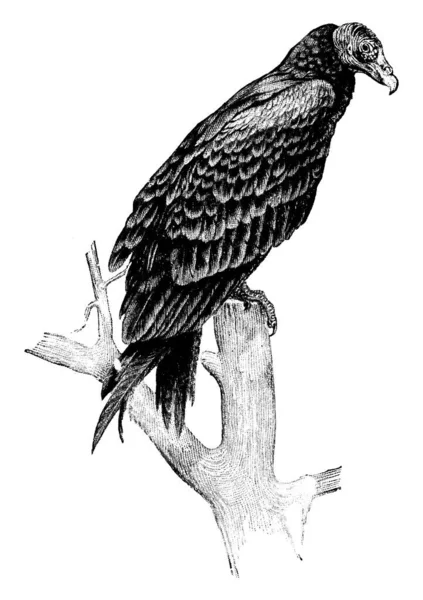 ヴァルチャーはクラスAvesの長い広い翼を持つ大きな鳥です それは死んだ腐敗動物の肉に供給します ヴィンテージライン図面や彫刻イラスト — ストックベクタ