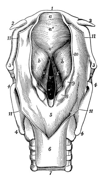 후두는 앞니를 벌리고 보았다 Back Wall Pharynx Has Been Divided — 스톡 벡터