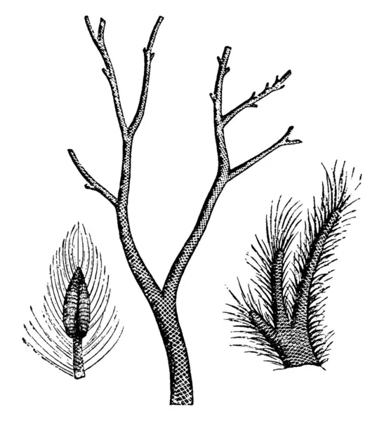 원초적 나무같은 식물의 식물상의 Lepidodendron 가지와 Lepidostrobus 빈티지 선그리기 삽화를 — 스톡 벡터