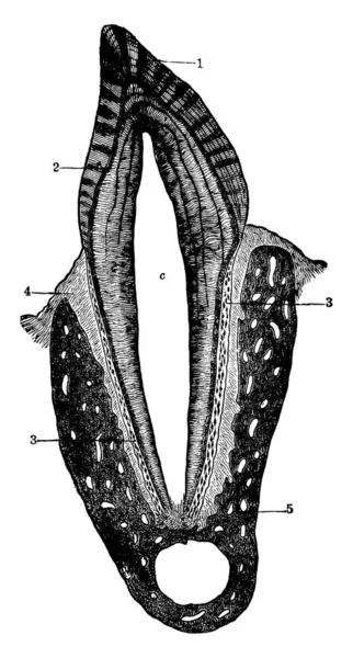 Coupe Transversale Une Dent Humaine Comprenant Émail Dentine Cavité Pulpaire — Image vectorielle