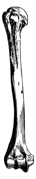 Eine Typische Darstellung Des Oberarmknochens Läuft Von Der Schulterhöhle Herunter — Stockvektor