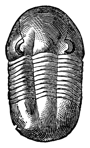 Trilobit Illaenus Crassicauda Mit Halbkreisförmigem Kopf Freie Wangen Die Mit — Stockvektor