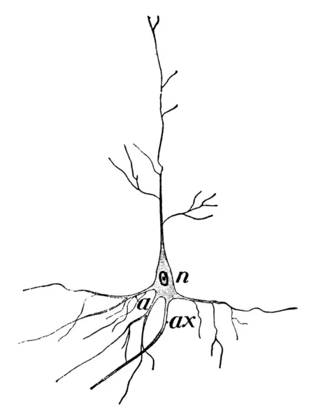 Зображення Нервової Клітини Ядра Нерва Показане Тут Показує Три Різні — стоковий вектор