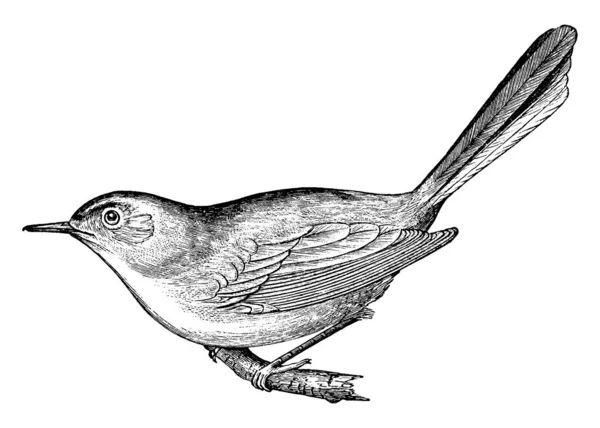 スレンダーなダークビル 白と白のアイリングの長い黒い尾 ヴィンテージラインの図面や彫刻イラストを持っている非常に小さな鳥 ブルーグレーGnatcatter — ストックベクタ