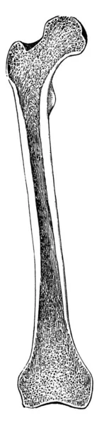 Tête Fémur Articule Avec Acétabulum Dans Pelvien Forme Articulation Hanche — Image vectorielle