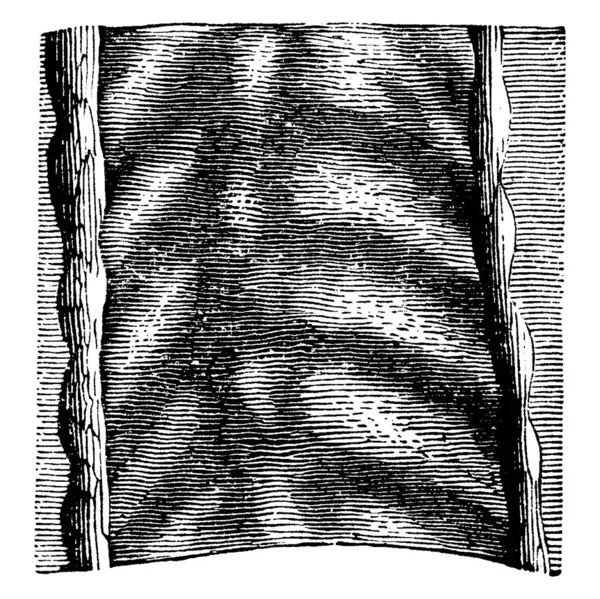 Stopa Rané Život Forma Trilobita Shpwing Tři Obrazy Starověké Trilobite — Stockový vektor