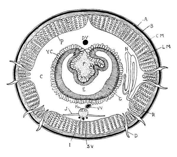 Etiquetas Cutícula Epidermis Músculos Circulares Músculos Longitudinales Seta Celoma Células — Vector de stock