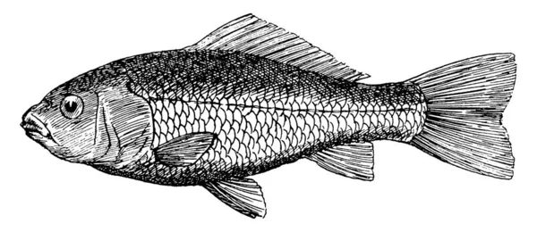 Pesce Rosso Pesce Acqua Dolce Della Famiglia Ciprinidi Ordine Cipriniformes — Vettoriale Stock