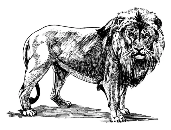 Panthera Leo Druh Svalnatý Hluboký Kocour Krátkou Kulatou Hlavou Zmenšeným — Stockový vektor