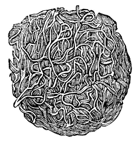 Una Porción Fibrina Mostrando Estructura Fibrosa Disposición Neta Sus Fibras — Archivo Imágenes Vectoriales